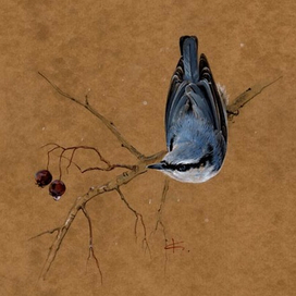 Поползень и вишня