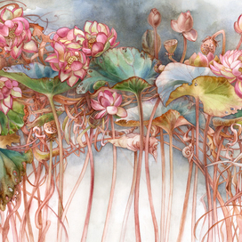 Цветущие лотосы