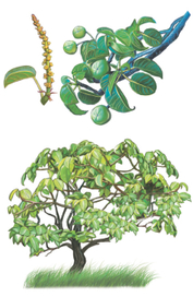 Манцинеловое дерево