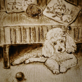 Пудель Ришка