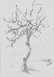 цветущее дерево