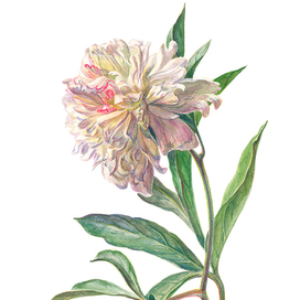 Бело-розовый пион