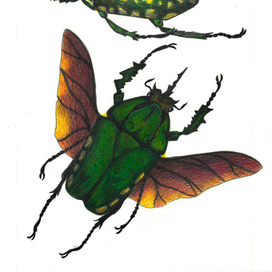 Зелёные жуки