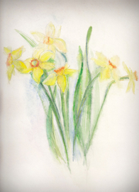 Нарциссы 