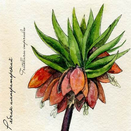 Рябчики с ананасами