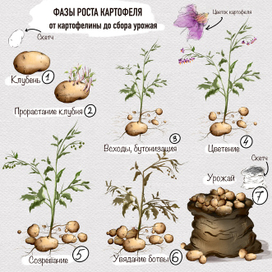 Ботаническая иллюстрация. Фазы роста картофеля
