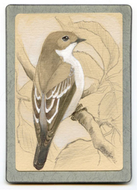 АСЕО - мухоловка белошейка