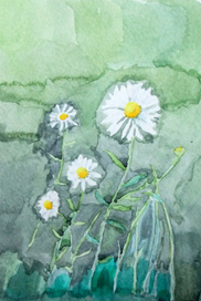 Ромашки. Этюд