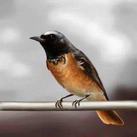 Самец горихвостки