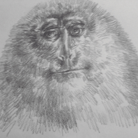 Добрый обезьянин