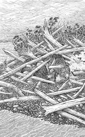 Стрелки медвежьего берега-7.