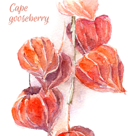 Физалис акварельный