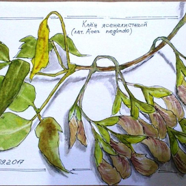 Кленовые крылатки