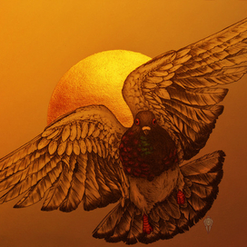 Сизый голубь