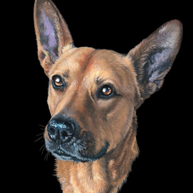 Портрет собаки 