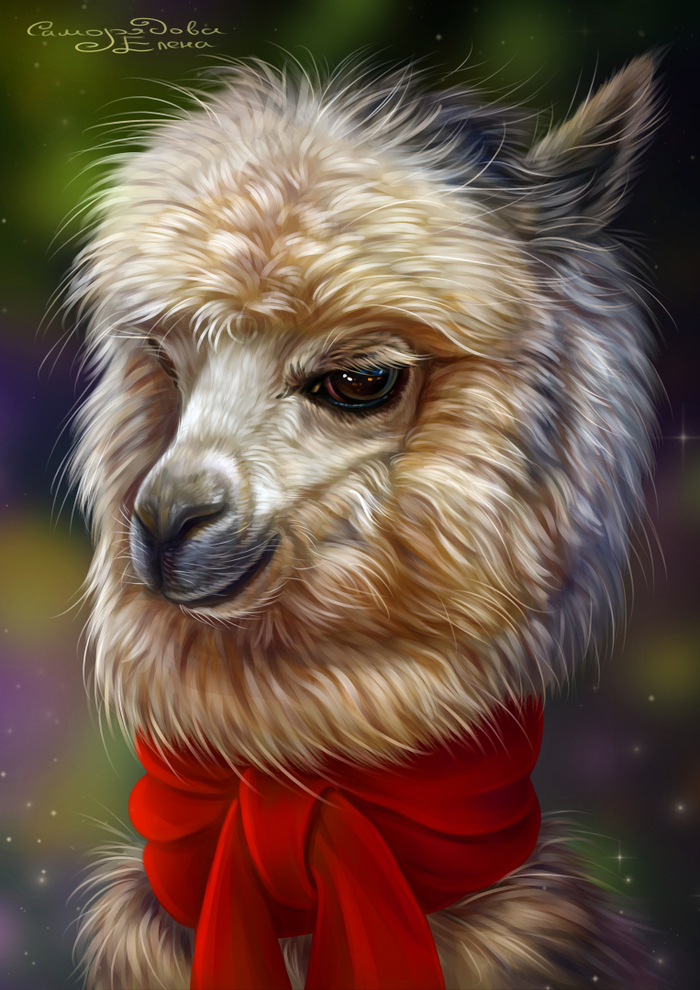 Лама (альпака) 