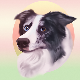 Бордер колли