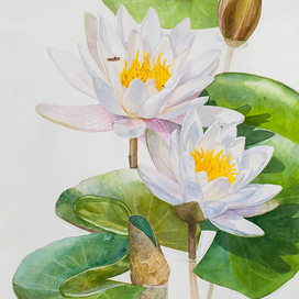 Кувшинка белая