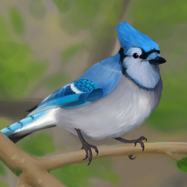 Голубая сойка