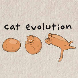 Cat evolution