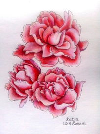 карандашные пионы