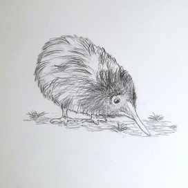 Птенец Киви