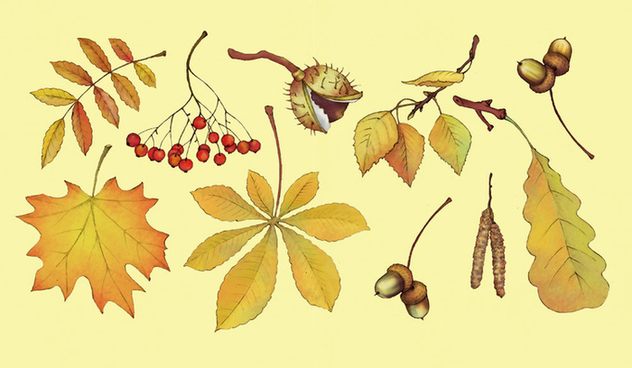 Листья и плоды