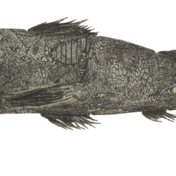 зубастая рыба