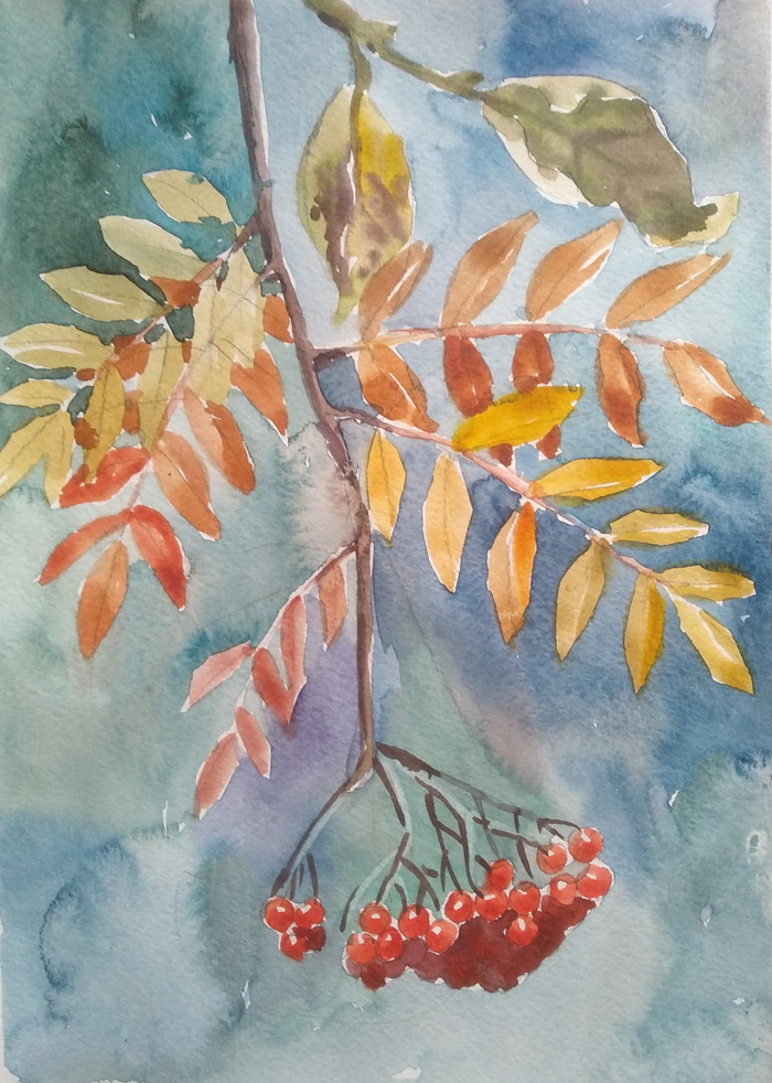 Ветка рябины