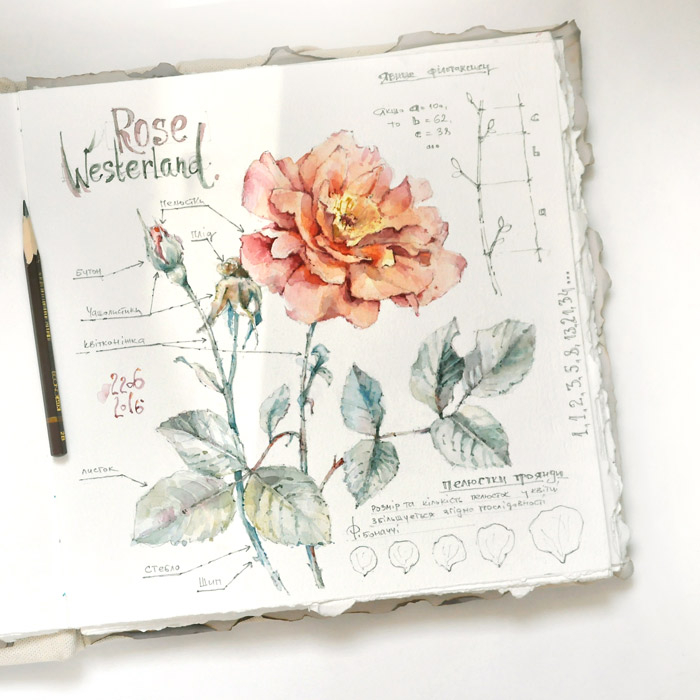 Математика розы :)