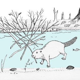 Бобр заготавливает корм на зиму