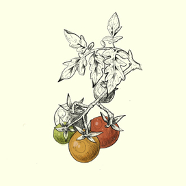 Томаты Черри