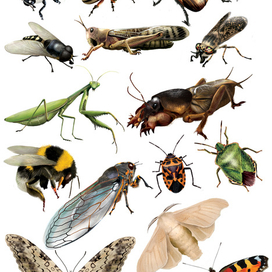 насекомые энциклопедия