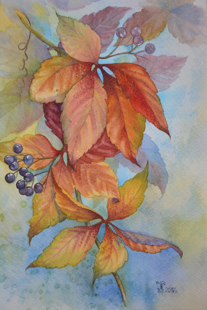 Ветка дикого винограда 