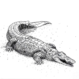 Крокодил для энциклопедии