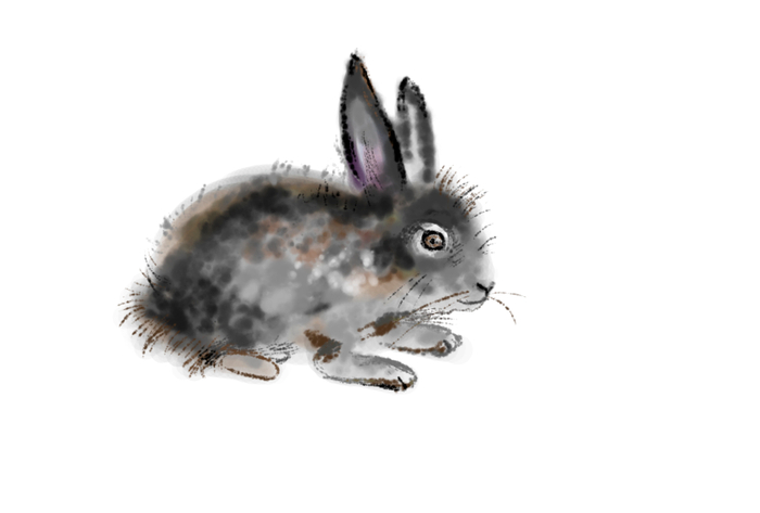 Rabbit