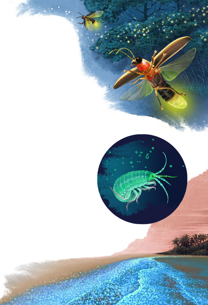 Излучающие свет. Для книги "Удивительные животные".