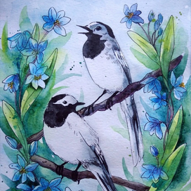 Трясогузки в пролесках