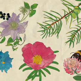 Цветы, ягоды, можжевельник, шмель