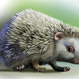 еж обыкновенный