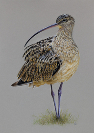 Большой кроншнеп