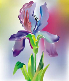 iris_  mesh gradient