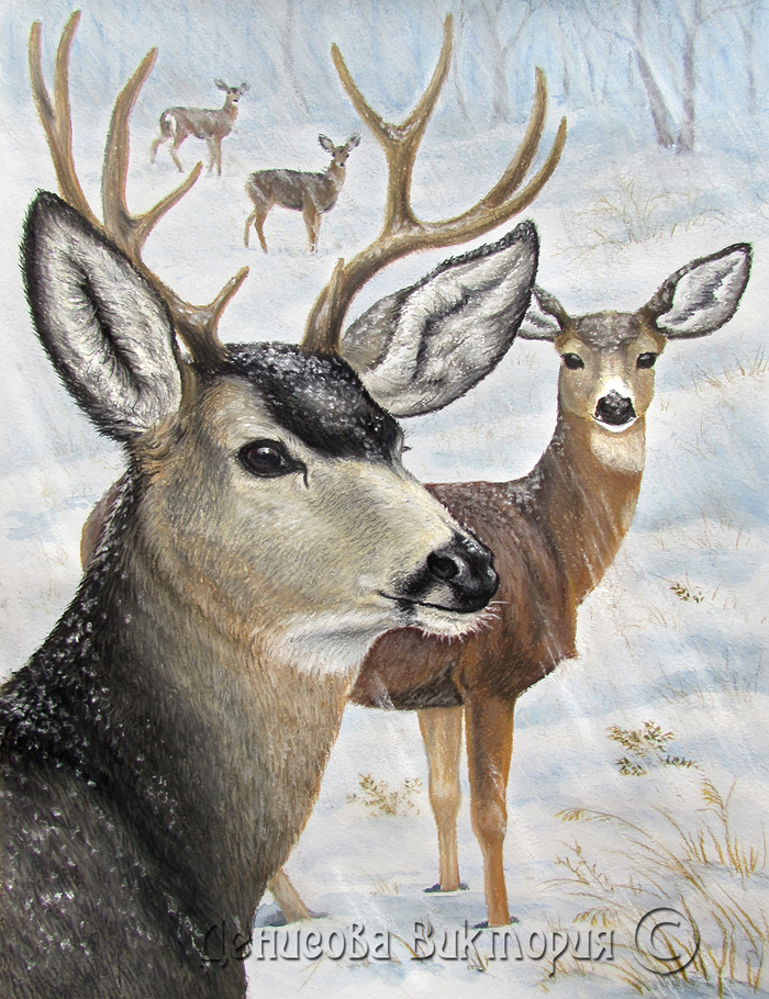Олени зимой