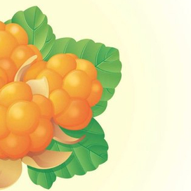 Северная ягодя морошка