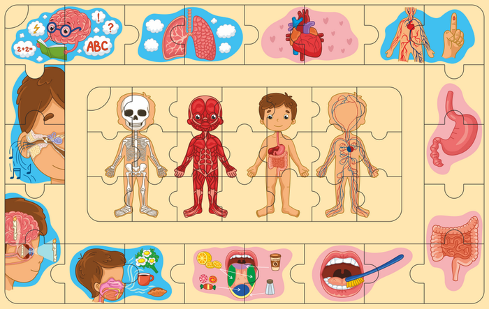 Пазл. Анатомия