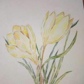   Crocus