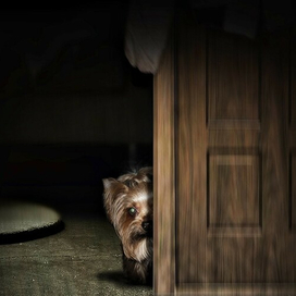 Барабаш Существо