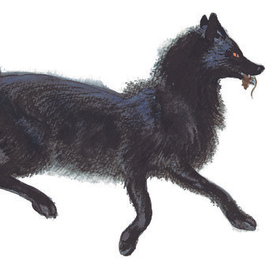 Бегущая лиса