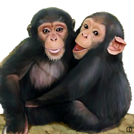 Иллюстрация для книги Брема «Жизнь животных» «Шимпанзе»