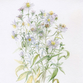 Дикие астрочки